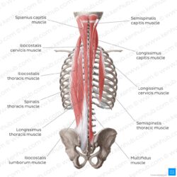 Resistance dorsi latissimus lats biqbandtraining